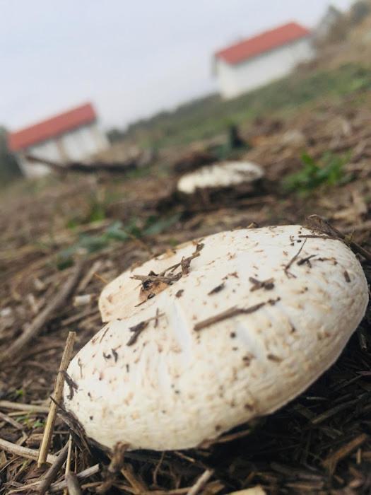 Tómajor Vendégházak Tiszaeszlar Exterior foto